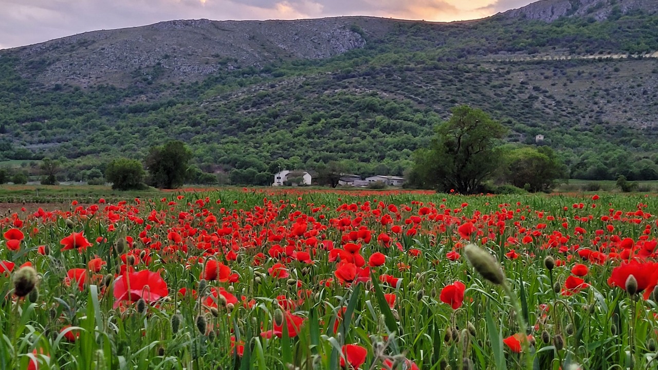 Photo of Others in Ofena