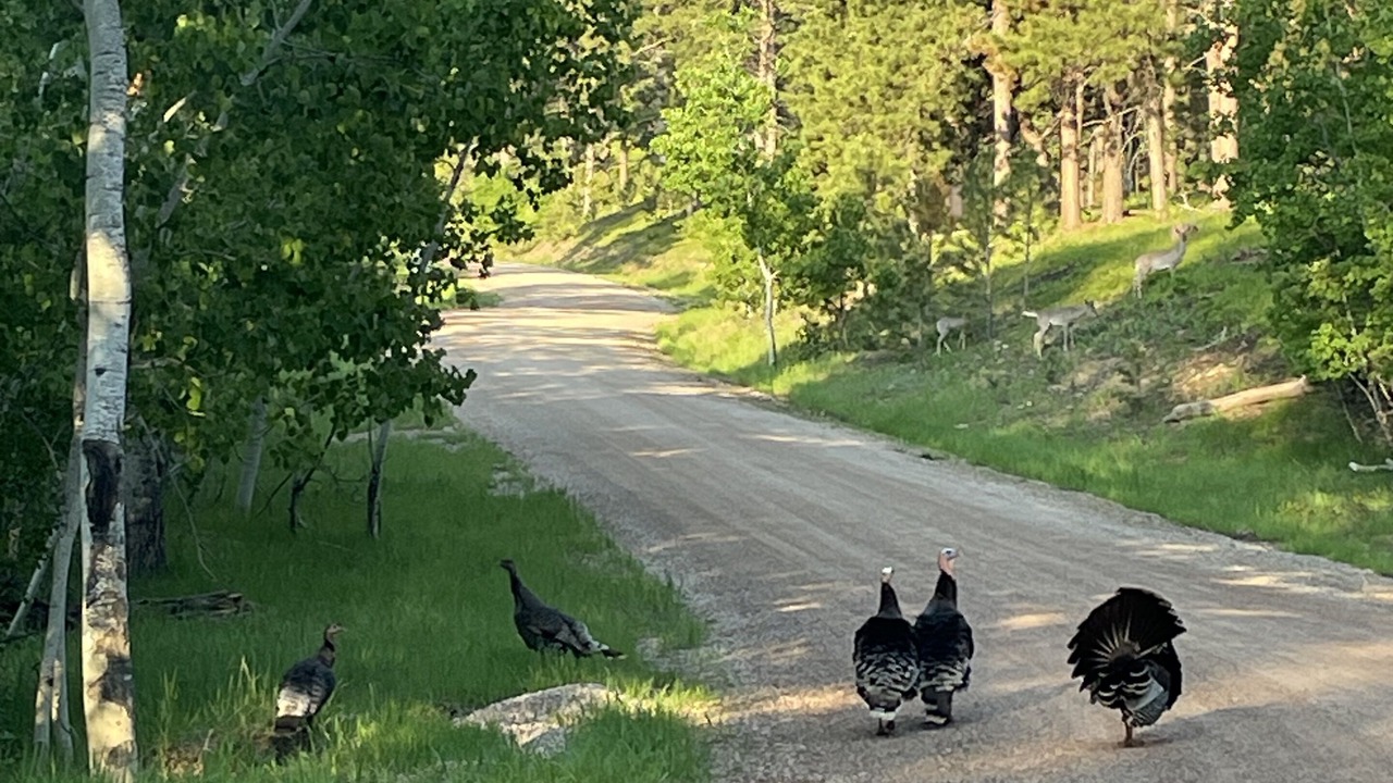 Photo of Others in Deadwood