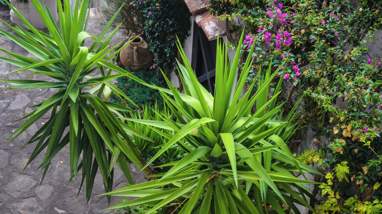 Photo of Outdoor in Positano
