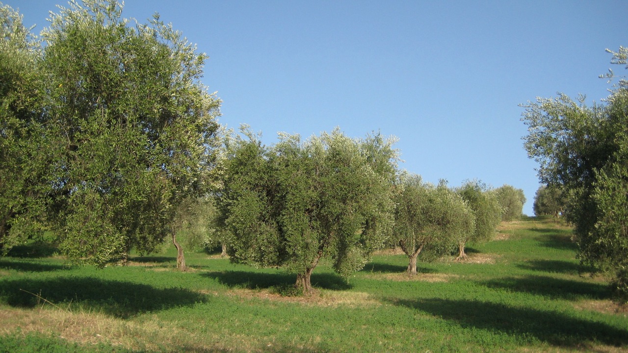 Photo of Outdoor in Scandriglia