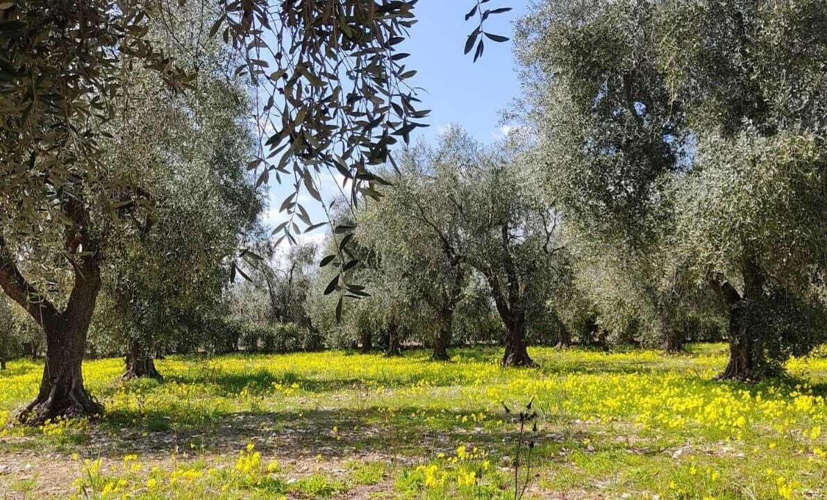 Photo of Outdoor in Montincello