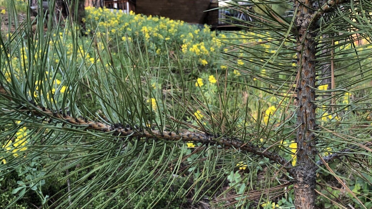 Photo of Outdoor in Deadwood