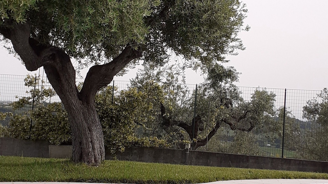Photo of Outdoor in Torino di Sangro