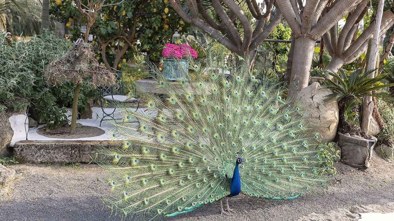 Photo of Outdoor in Forio