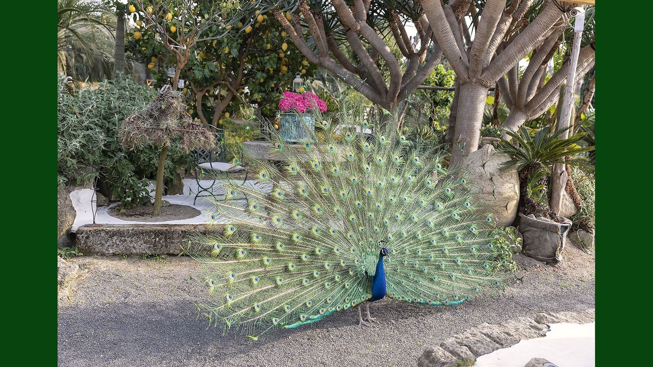 Photo of Outdoor in Forio