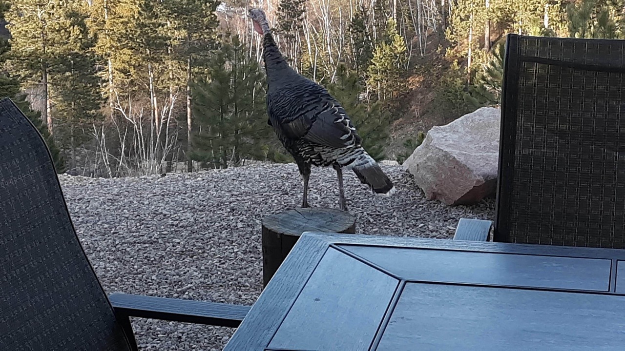 Photo of Outdoor in Deadwood