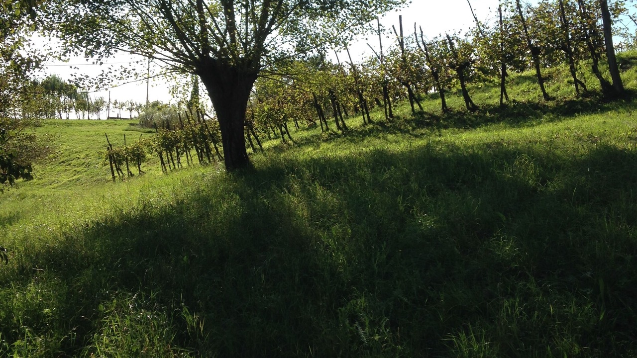 Photo of Outdoor in Monfumo