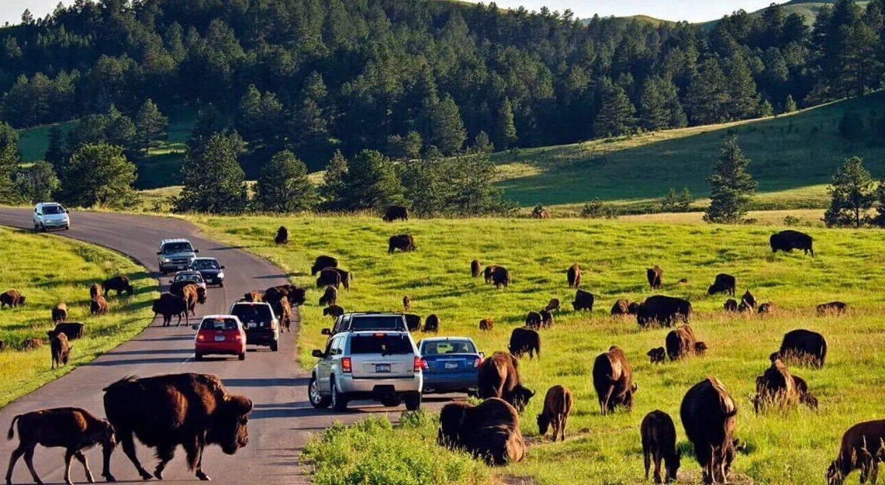 Photo of Others in Rapid City