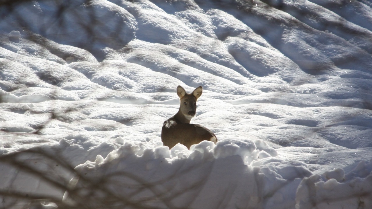 Photo of Outdoor in Selva di Cadore