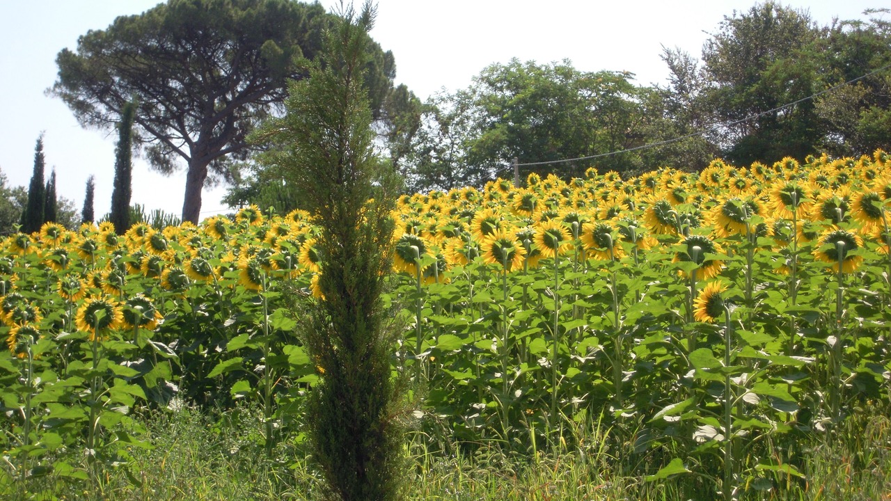 Photo of Outdoor in Pollutri