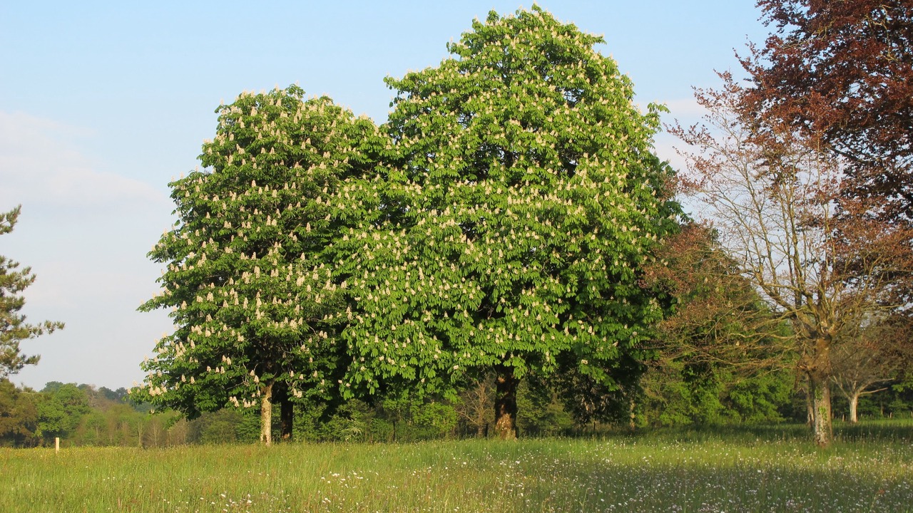 Photo of Others in Saint-Vincent-sur-Graon