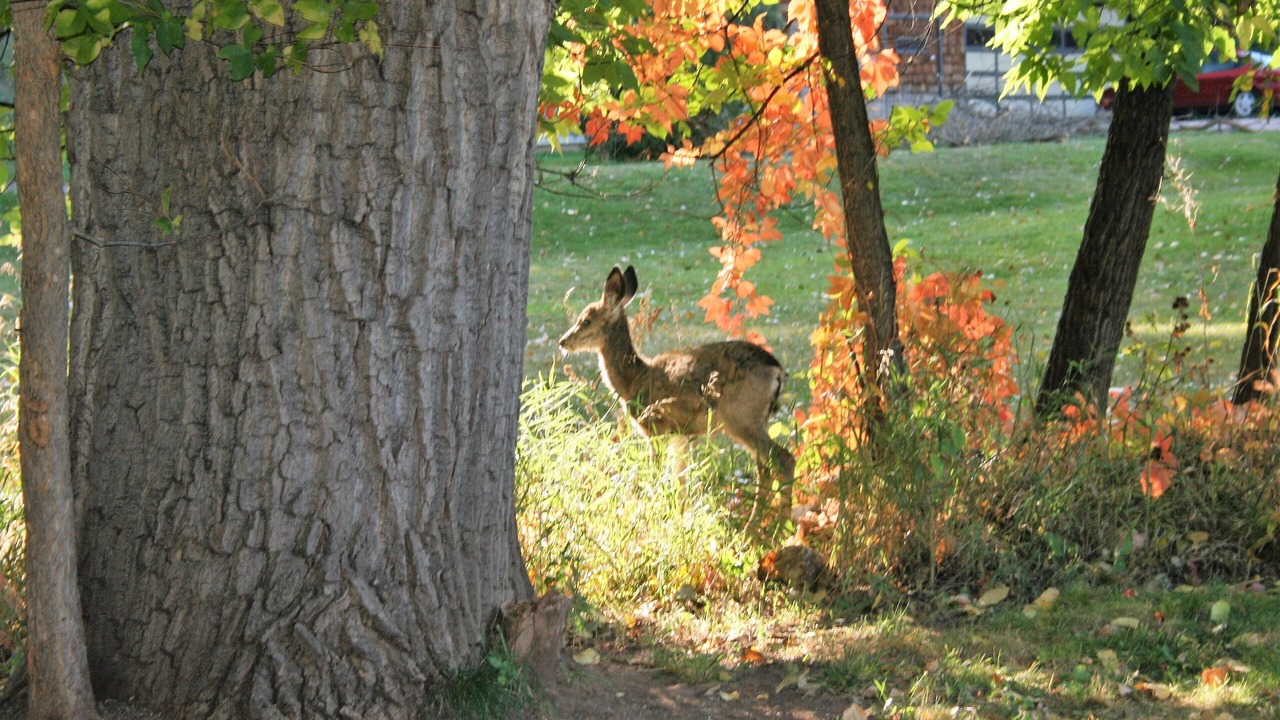 Photo of Others in Rapid City