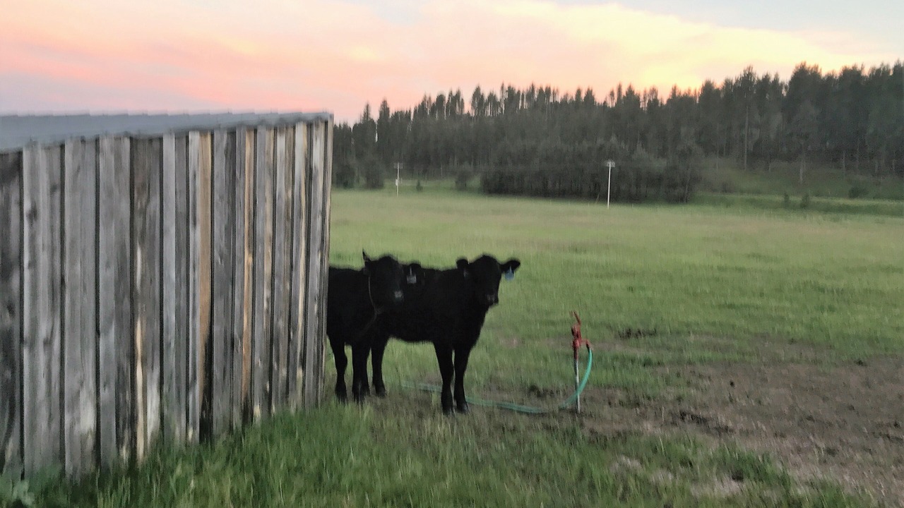 Photo of Others in Rapid City