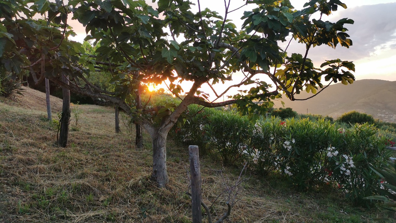 Photo of Outdoor in Castellabate