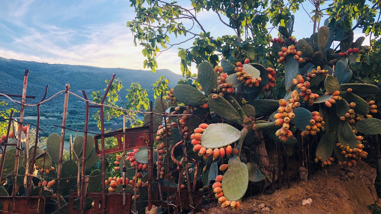 Photo of Outdoor in Cagnano Varano