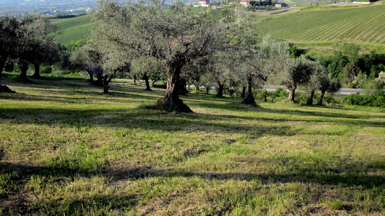 Photo of Others in Notaresco
