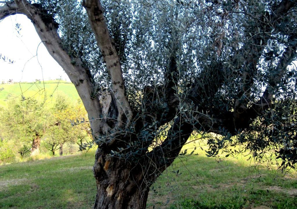 Photo of Others in Notaresco