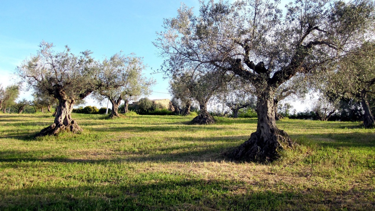Photo of Others in Notaresco