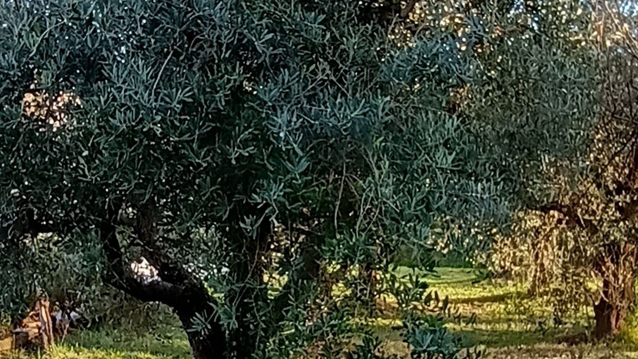 Photo of Others in Castignano