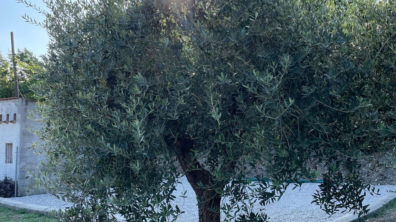 Photo of Outdoor in Castilenti