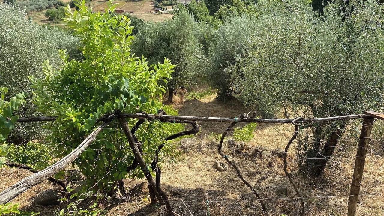 Photo of Others in Olevano Romano