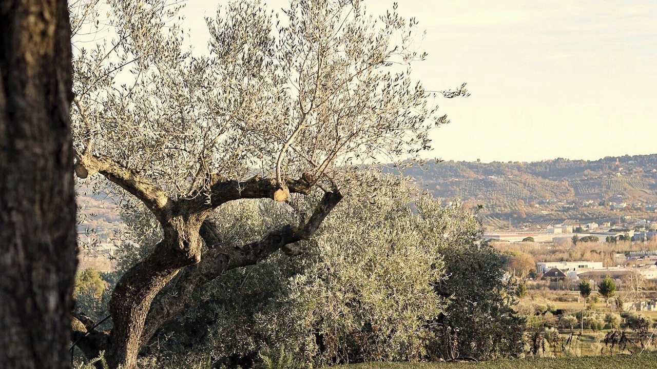 Photo of Outdoor in Spoltore