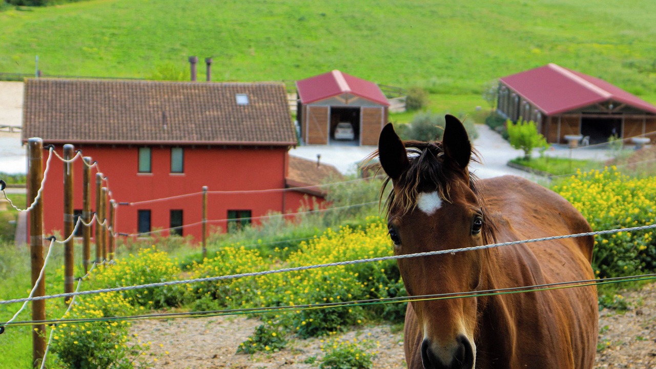 Photo of Others in Montegranaro