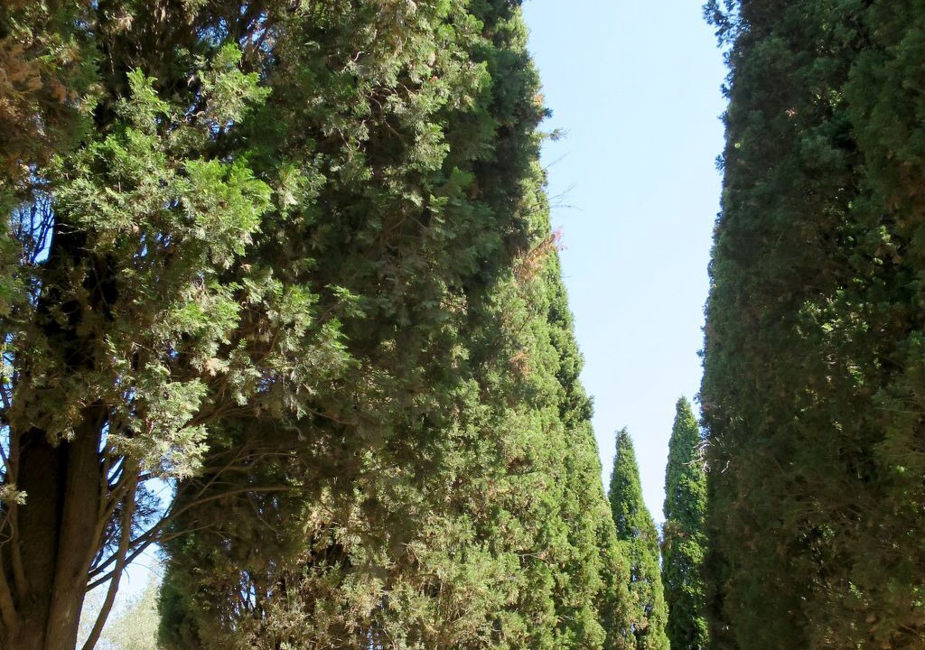 Photo of Others in Bolsena