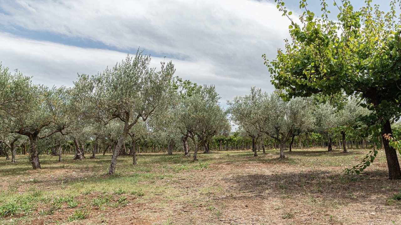 Photo of Outdoor in Rocca San Giovanni