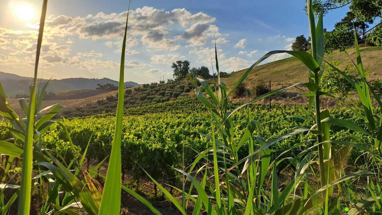 Photo of Outdoor in Offida