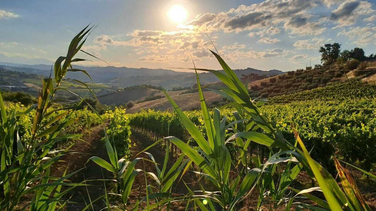 Photo of Outdoor in Offida