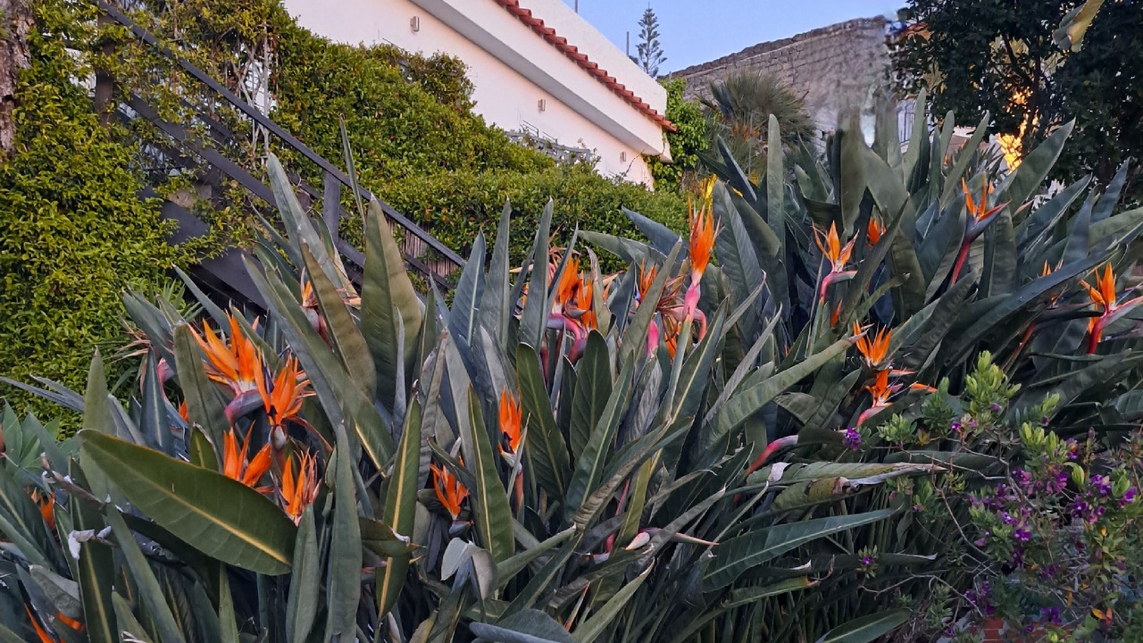 Photo of Outdoor in Forio