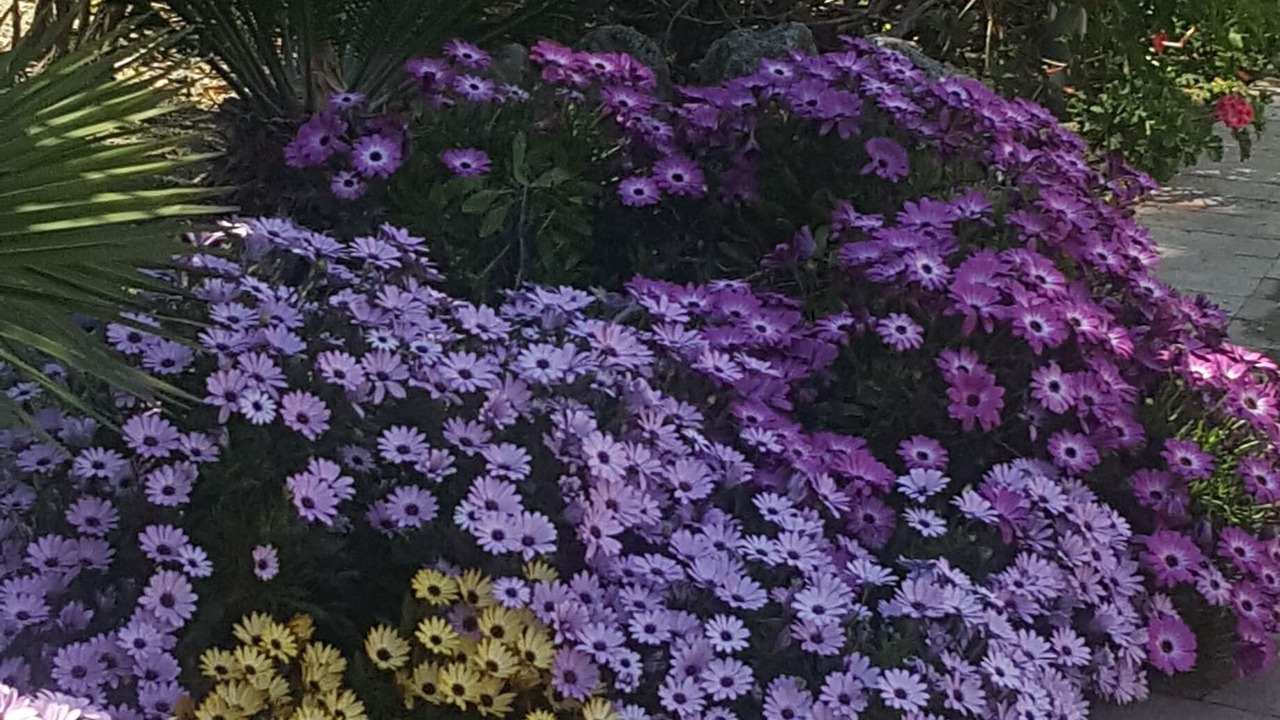 Photo of Outdoor in Forio