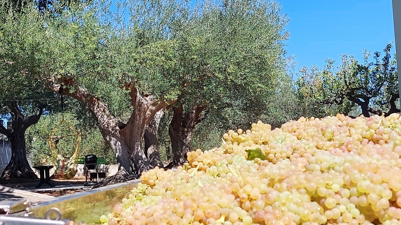 Photo of Outdoor in Fossacesia