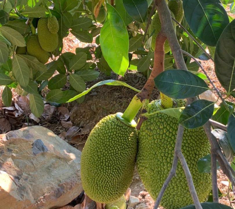 Photo of Others in Dien Khanh