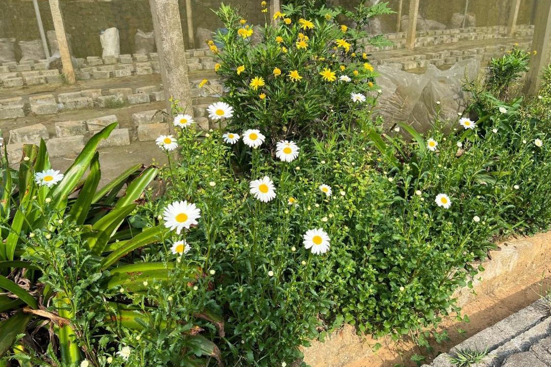 Photo of Outdoor in Sa Pa