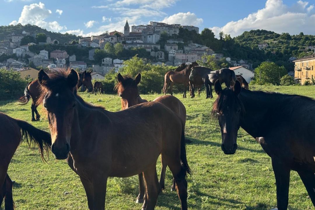 Photo of Others in Montenero Val Cocchiara