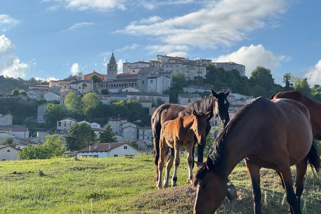 Photo of Buildings in Montenero Val Cocchiara