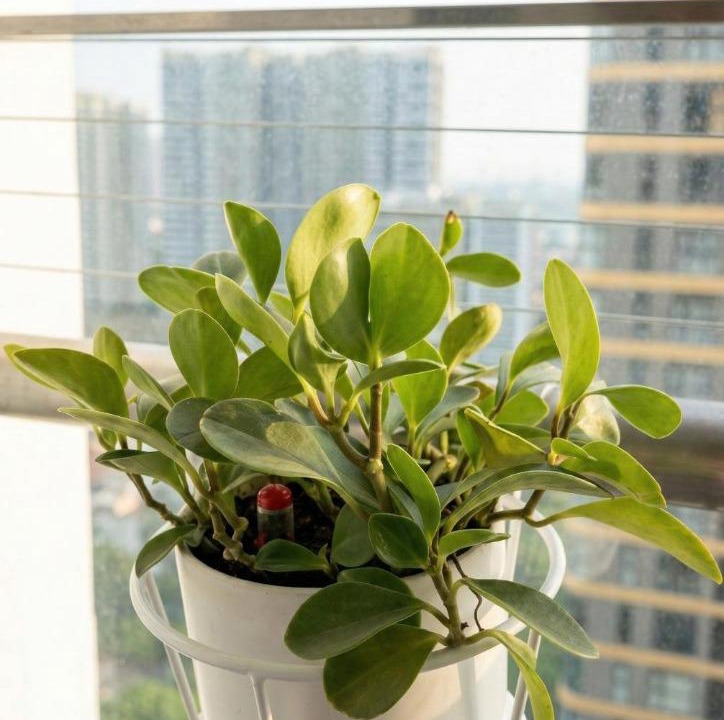 Photo of Patio Balcony in District 9