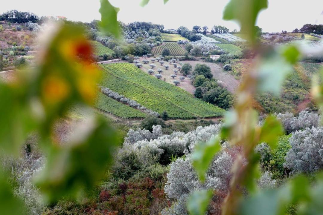 Photo of Others in Pollutri