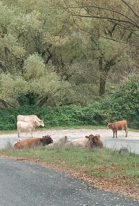 Photo of Others in Filettino