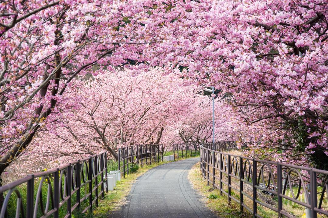 Photo of Others in Kawazu