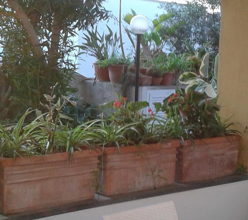 Photo of Others in Forio