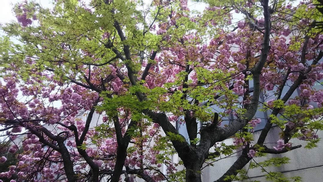 Photo of Others in Uzumasa