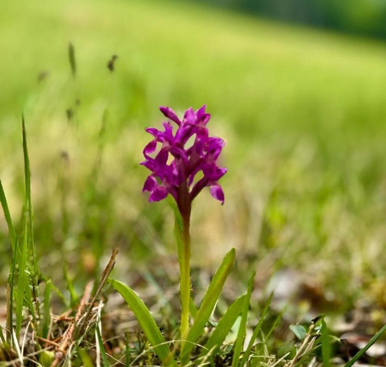 Photo of Outdoor in Saru Dornei