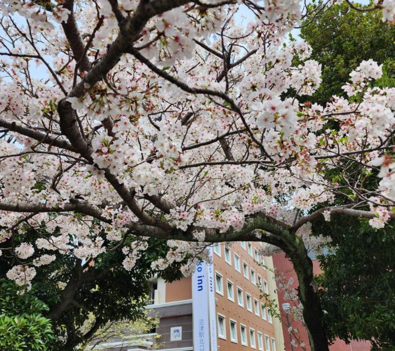 Photo of Others in Numazu