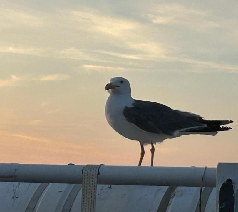 Photo of Others in Castellammare di Stabia