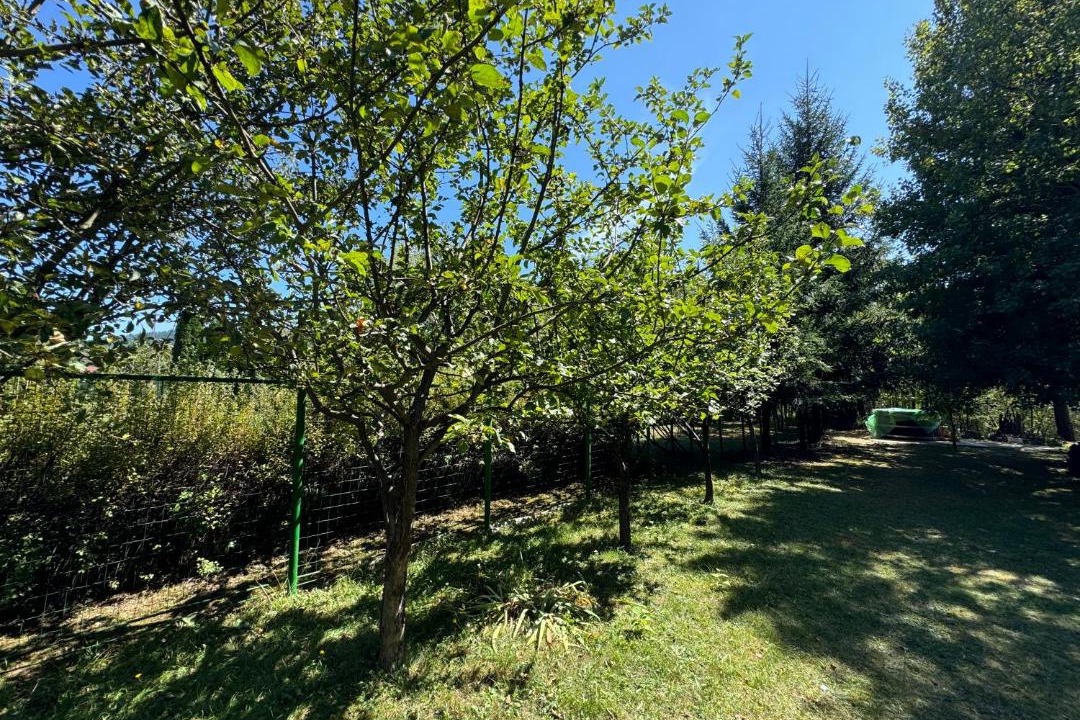 Photo of Outdoor in Lunca Bradului