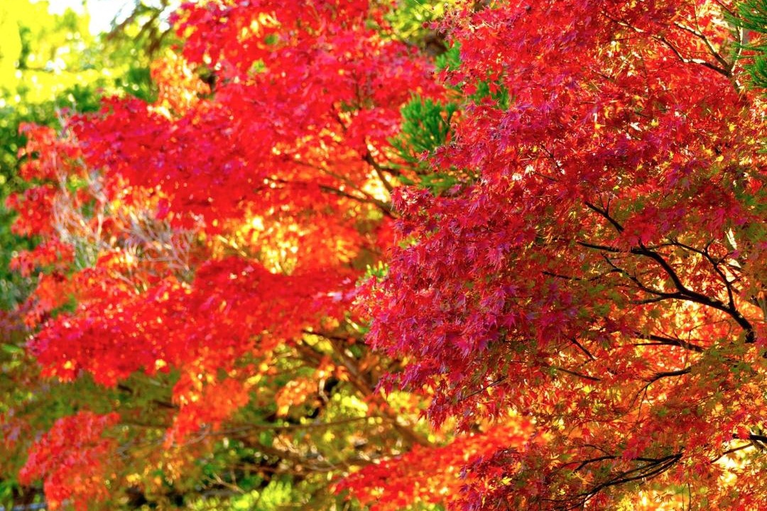 Photo of Others in Yamanouchi