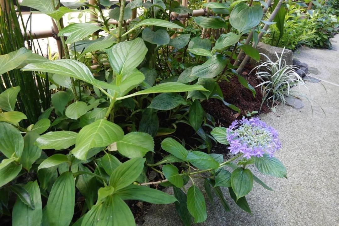 Photo of Others in Kamakura